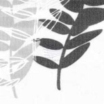 Акация-белый