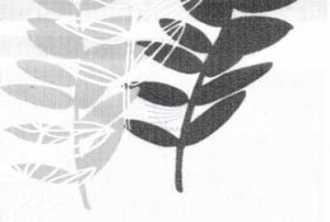 Акация-белый